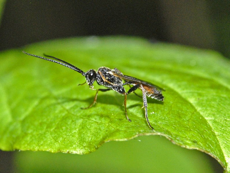 Un piccolo imenottero dalle lunge antenne da identificare